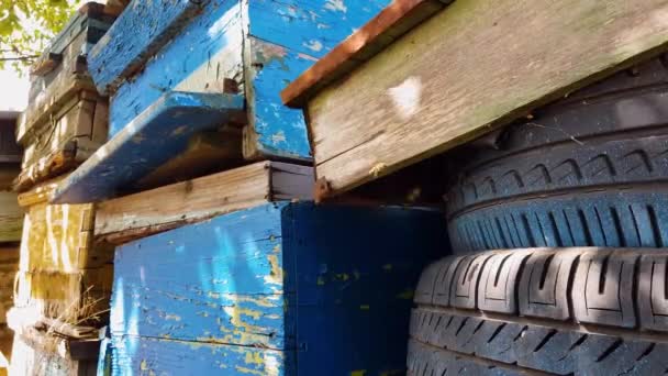 Bees Going Out Abandoned Hive — Stockvideo