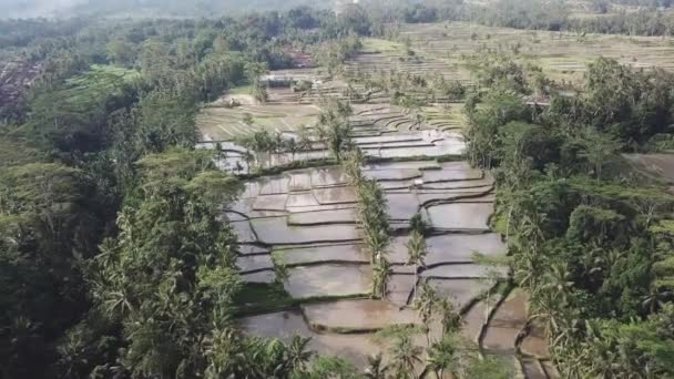 Voar Sobre Terraços Arroz Floresta Tropical Indonésia Palmeiras Árvores Redor — Vídeo de Stock