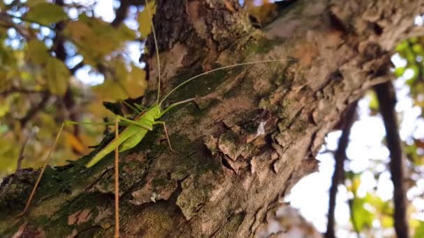 Green Grasshopper Crawling Tree — Wideo stockowe