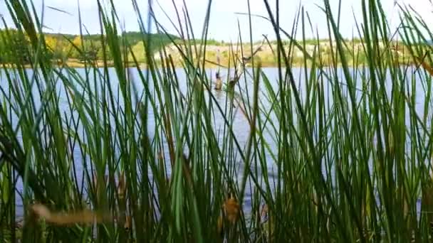 Lake Old Log Water Shot Green Tall Grass — 图库视频影像