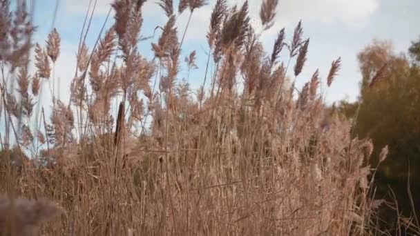 Wide Shot Reeds Rushes Blowing Wind Lite Last Autumn Fall — Stockvideo