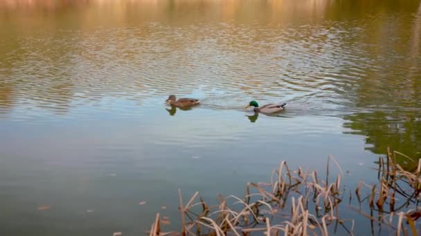 Eenden Zwemmen Aan Overkant Vijver Meer Herfst Herfst Slow Motion — Stockvideo