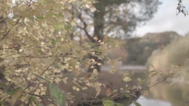 Regálové Zaměření Mezi Podzimním Barevným Keřem Stromem Jezerem Jezírkem Nehodnoceno — Stock video