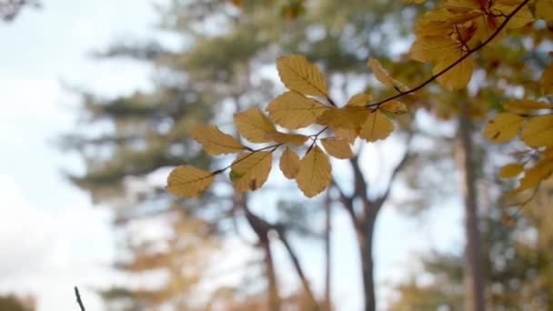 Sonbahar Sonbahar Yaprakları Ağaçlar Arasında Odaklan — Stok video