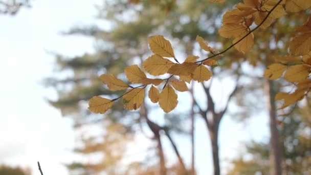 Golden Autumn Fall Leaves Sway Win Slow Motion — 图库视频影像