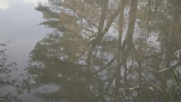 Reflexión Lago Estanque Árboles Hojas Otoñales Otoñales Sin Clasificar — Vídeos de Stock