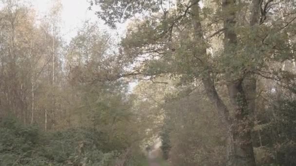 Camera Pans Sul Sentiero Attraverso Una Foresta Parco Autunno Autunno — Video Stock