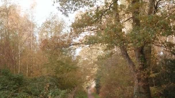 Camera Pans Path Forest Park Autumn Fall — Stockvideo