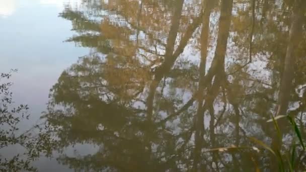Reflexión Lago Estanque Árboles Hojas Otoño Otoño — Vídeos de Stock