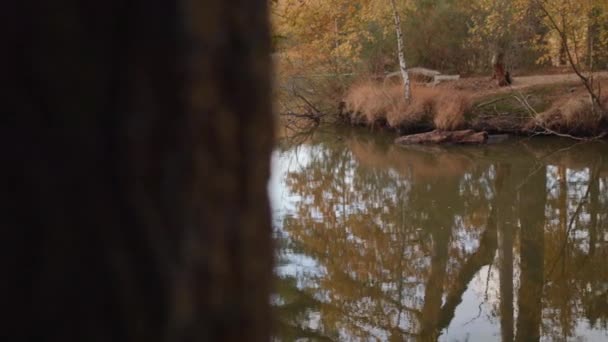 Scivolo Rivelazione Del Lago Stagno Autunno Autunno — Video Stock