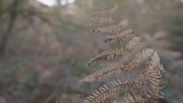 Autumn Fern Blowing Wind Slow Motion Ungraded — 图库视频影像