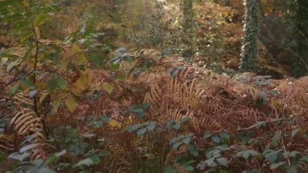 Panning Autumn Fall Forest Floor See Evening Sun Light Break — Vídeo de stock