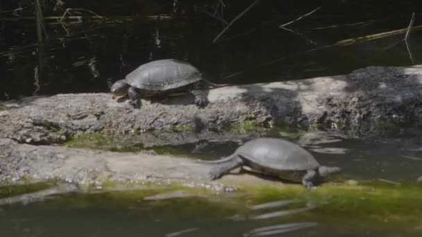 Watching Turtles River Cruise — Stockvideo