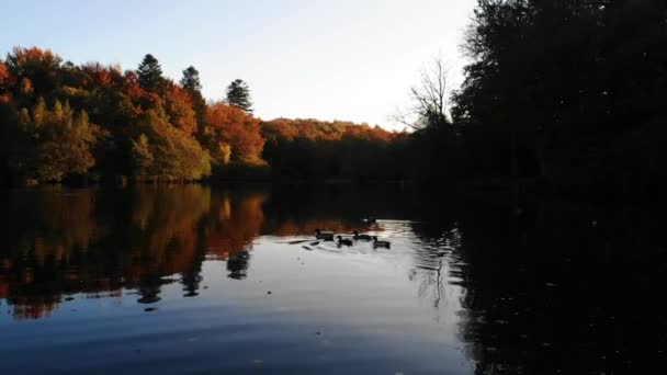 Aerial View Beautiful Lake Seabirds Trees Autumn Colours Sealand Denmark — 비디오