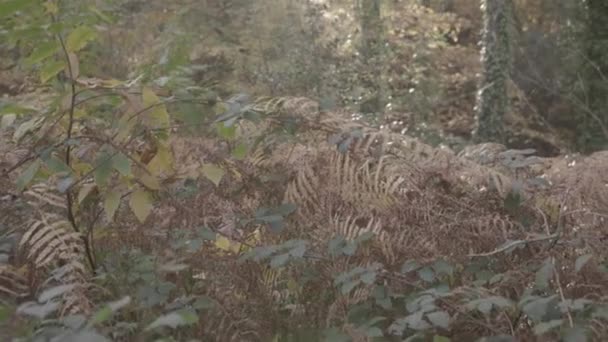 Panning Autumn Fall Forest Floor See Evening Sun Light Break — Video Stock