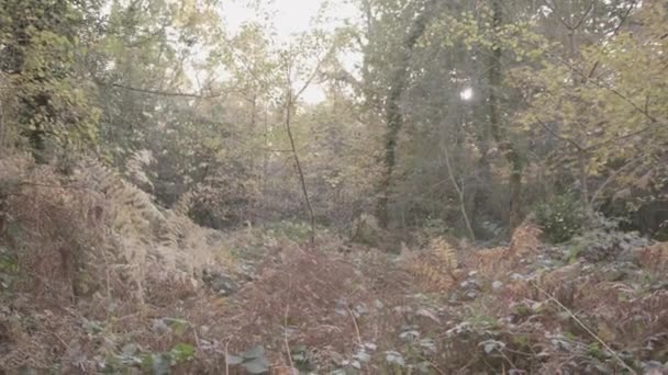 Autumn Fall Backdrop Woods Golden Colours Ungraded — Wideo stockowe