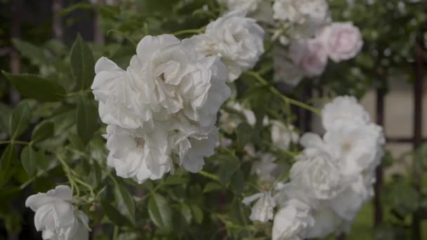 White Flowers Roses Closeup — Vídeo de Stock