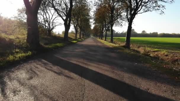 Avenue Odsherred Denmark Beautiful Autumn Coloured Trees Green Fields Narrow — Vídeo de Stock