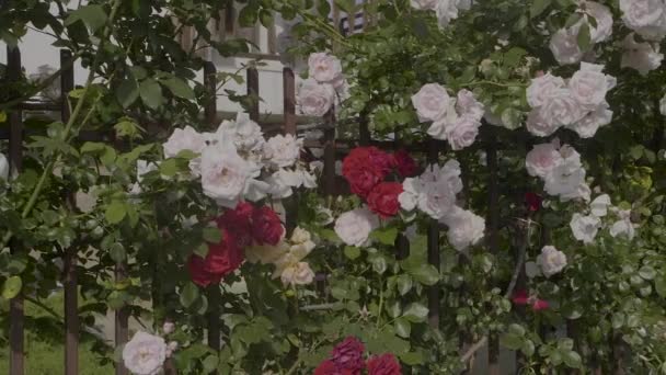 Flower Bush White Red Roses — Stockvideo