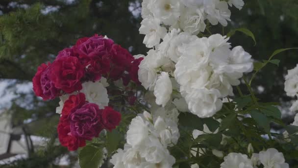 Rose Romantique Blanche Rouge Fleurs — Video