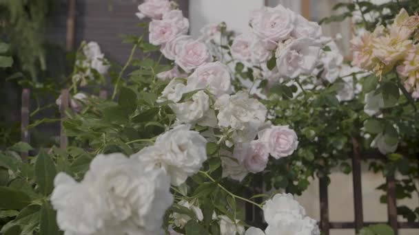 Viele Weiße Rosen Hochzeitsdekoration — Stockvideo