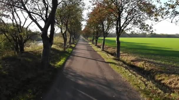 Avenue Odsherred Denmark Beautiful Autumn Coloured Trees Green Fields Narrow — ストック動画