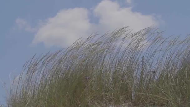 Dunes Grass Sky Beach — Vídeo de Stock