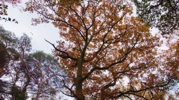 Wide Panning Shot Autumn Fall Trees Slow Motion — Stock video