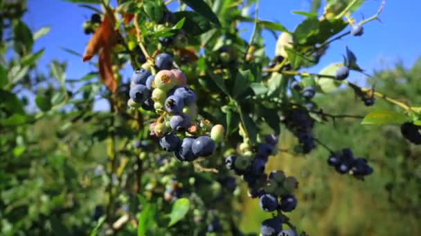 Summer Blueberry Blueberries Plant Winery Nature Berry Berry Plant Delta — Stockvideo