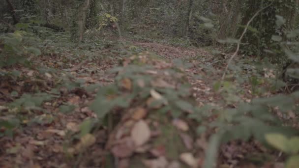 Panning Ivy Autumn Fall Leaf Covered Log Ungraded — Video