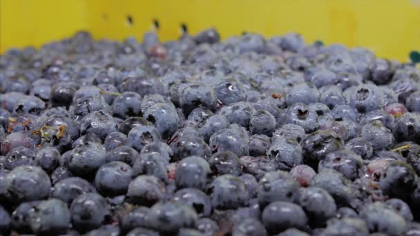 Blueberries Blueberry Berry Natural Ornagic Frozen Berries — Stock video