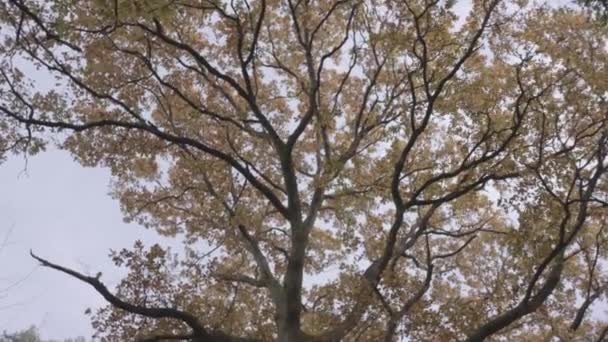 Shot Looking Panning Beautiful Gold Orange Autumn Fall Tree Slow — Stockvideo