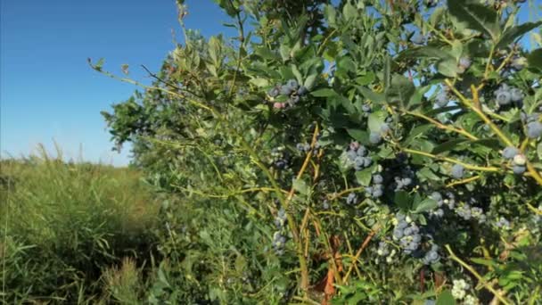 Delta Westham Island Blueberry Plants Blueberries Crops Winery — 图库视频影像