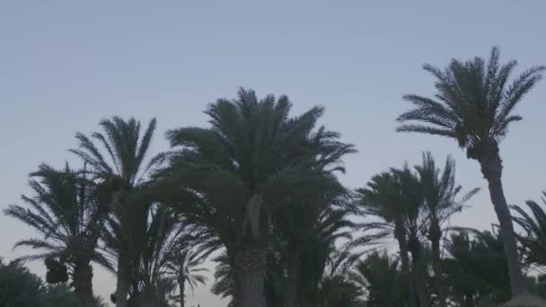 Palms Blue Sky Sunny Afternoon — Video