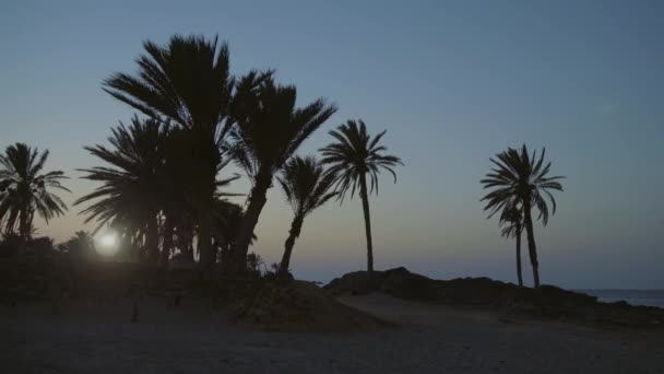 Gün Batımı Palmiye Ağaçları Silueti — Stok video