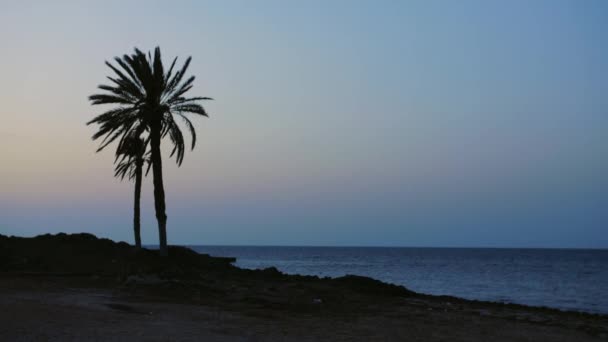 Blue Sky Palm Silhouette — Stockvideo