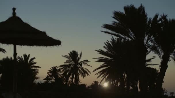 Sunset Silhouette Palm Beach — Video