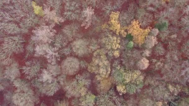 Autumn Woodlands Amazing Color Trees Losing Leafs — Vídeo de Stock