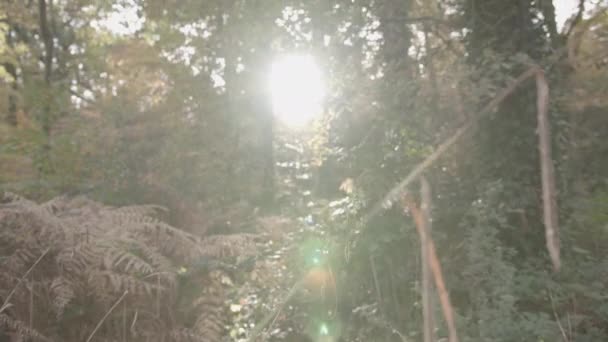 Panning Form Autumn Fall Forest Floor See Last Evening Sun — Video Stock
