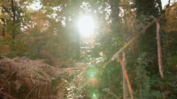 Panning Form Outono Queda Floresta Pavimento Para Ver Último Sol — Vídeo de Stock