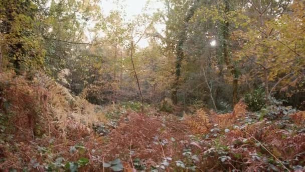 Autumn Fall Backdrop Woods Golden Colours — Stock Video