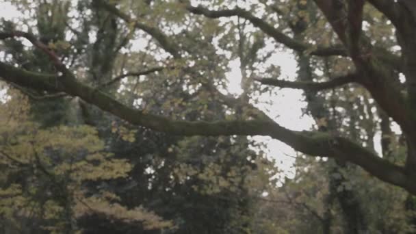 Autumn Fall Branch Comes Focus Ungraded — Video