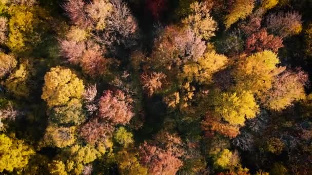 Αργά Ζουμ Έξω Από Δάσος Κατά Διάρκεια Του Φθινοπώρου — Αρχείο Βίντεο