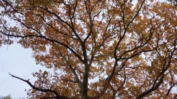 Opkijkend Hijgend Rond Een Prachtige Gouden Oranje Herfst Herfstboom Slow — Stockvideo