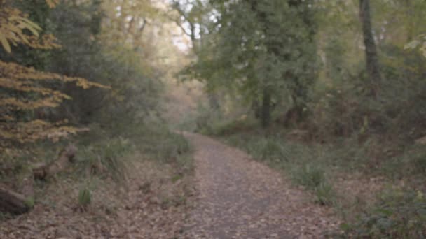 Path Autumnal Fall Forest Covered Golden Leaves Ungraded — Stockvideo