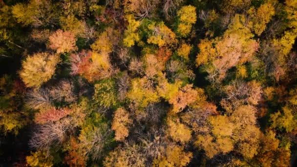 Hovering Forest Slowly Moving Breeze — Vídeo de Stock