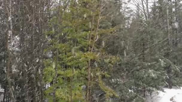 Trees Pines Heavy Snow Snowfall — Stockvideo