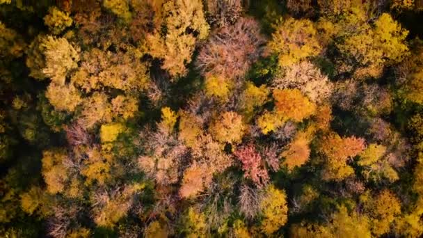 Herbst Über Einem Wald Fliegen — Stockvideo