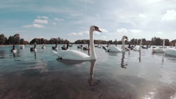 Some Floating Swans Ducks Pond — стоковое видео