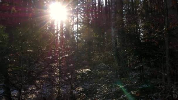 Pan Shoot Forest Bavaria Sunrays Shining Branches — Vídeos de Stock